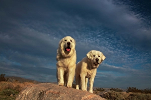 Images Dated 4th November 2024: Great Pyrenees on duty