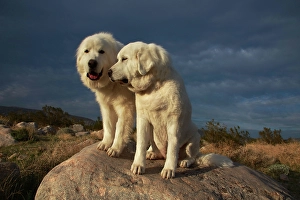 Images Dated 4th November 2024: Great Pyrenees on duty