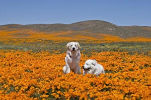 Images Dated 11th April 2008: Two Great Pyrenees together in a field of wild Poppy flowers at Antelope Valley in