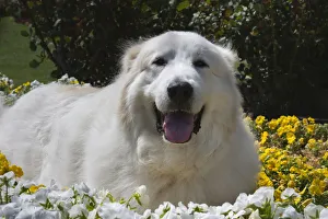 Great Pyrenees in the flowers