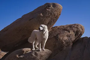 Images Dated 27th April 2019: Great Pyrenees on granite boulders