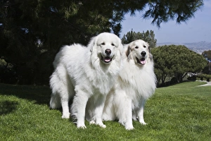Companion Prints: Two Great Pyrenees together at a Laguna Beach park in California
