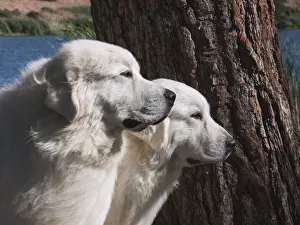 Images Dated 27th April 2019: Great Pyrenees lakeside