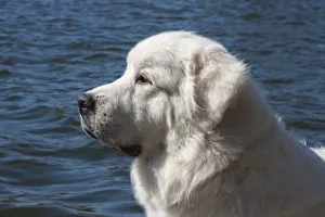 Confidence Prints: Great Pyrenees lakeside