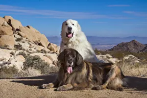 Lying Down Prints: Great Pyrenees and Leonberger on granite boulders