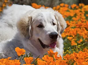 Poppy Prints: A Great Pyrenees lying in a field of wild Poppy flowers at Antelope Valley California