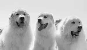 Great Pyrenees at the park