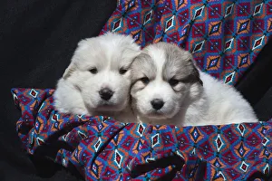 Working Group Prints: Great Pyrenees puppies