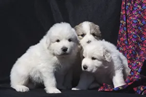 Great Pyrenees puppies