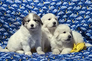 Great Pyrenees puppies