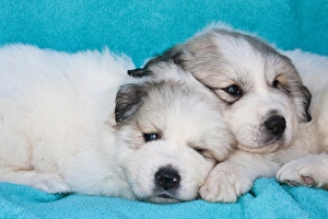 Companion Prints: Two Great Pyrenees puppies lying together on a blue background