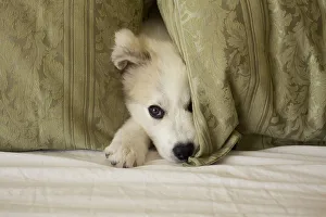 Puppy Prints: Great Pyrenees puppy hiding behind fabric