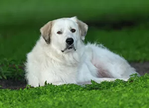 Animals Collection: Great Pyrenees or Pyrenean Mountain Dog