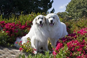 Companion Prints: Two Great Pyrenees together among red flowers