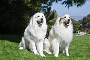 Editor's Picks: Two Great Pyrenees sitting together at a park in Laguna Beach California