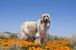 Images Dated 11th April 2008: A Great Pyrenees standing in a field of Poppy flowers in Antleope Valley California