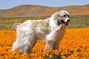 Images Dated 11th April 2008: A Great Pyrenees standing in a field of wild Poppy flowers in Antelope Valley California