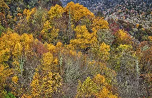 Images Dated 21st December 2020: Great Smokey Mountains, Tennessee