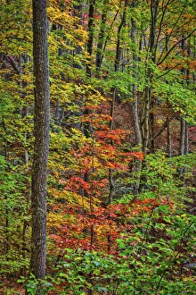Images Dated 21st December 2020: Great Smokey Mountains, Tennessee