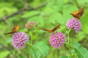 Alighting Prints: Great Spangled Fritillaries on Purple Milkweed
