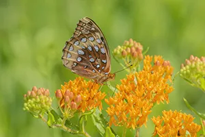 Nectaring Prints: Great Spangled Fritillary on butterfly milkweed