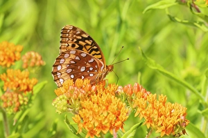 Images Dated 10th June 2024: Great spangled fritillary on butterfly milkweed, Marion County, Illinois