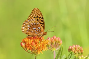 Alighting Prints: Great Spangled Fritillary, Marion County, Illinois, USA