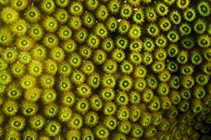 Images Dated 17th May 2011: Great Star Coral (Montastraea cavernosa) BONAIRE, Netherlands Antilles, Caribbean