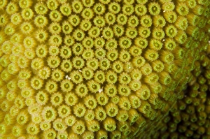 Netherlands Antilles Prints: Great Star Coral (Montastraea cavernosa) BONAIRE, Netherlands Antilles, Caribbean