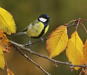Switzerland Gallery: Great Tit (Parus major), adult perched on autumn branch of Cherry tree (Prunus sp