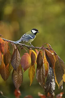Great Tit (Parus major), adult perched on autumn branch of Cherry tree (Prunus sp