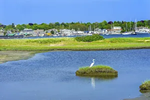 Great white egret marsh, Padanaram Village, Harbor Bridge, Buzzards Bay, Massachusetts, USA