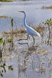 Images Dated 1st February 2018: Great white egret wading, Merritt Island nature preserve, Florida, USA