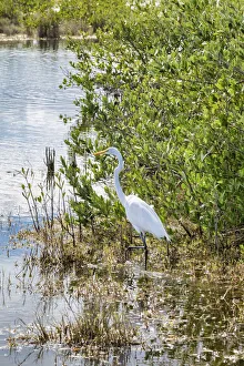 Marsh Prints: Great White Egret wading, Merritt Island nature preserve, Florida, USA