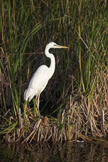 Wading Bird Prints: A great white heron poses in a south Florida wetland