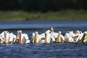 Images Dated 21st July 2006: Great White Pelican (Pelecanus onocrotalus) in the Danube Delta