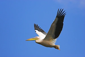 Images Dated 14th June 2006: Great White Pelican (Pelecanus onocrotalus) flying in the Danube Delta. Europe