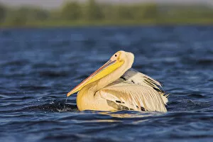 Images Dated 19th July 2006: Great White Pelican (Pelecanus onocrotalus) in the Danube Delta