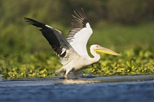 Images Dated 20th July 2006: Great White Pelican (Pelecanus onocrotalus) in the Danube Delta taking off for flight
