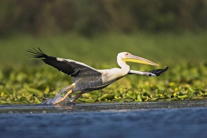 Images Dated 20th July 2006: Great White Pelican (Pelecanus onocrotalus) in the Danube Delta taking off for flight