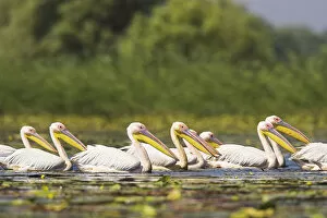 Images Dated 20th July 2006: Great White Pelican (Pelecanus onocrotalus) in the Danube Delta