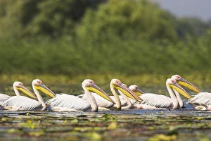 Images Dated 20th July 2006: Great White Pelican (Pelecanus onocrotalus) in the Danube Delta