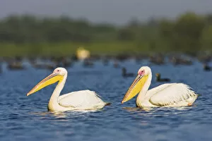 Images Dated 21st July 2006: Great White Pelican (Pelecanus onocrotalus) in the Danube Delta. Europe, Eastern Europe