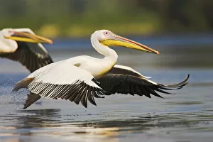 Images Dated 21st July 2006: Great White Pelican (Pelecanus onocrotalus) in the Danube Delta taking off for flight