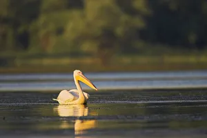 Images Dated 22nd July 2006: Great White Pelican (Pelecanus onocrotalus) in the Danube Delta. Europe, Eastern Europe