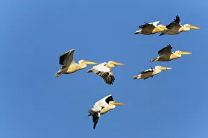 Images Dated 12th August 2006: Great White Pelican (Pelecanus onocrotalus) flying in the Danube Delta. Europe