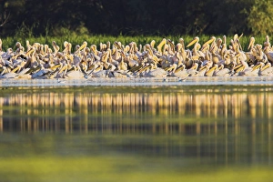 Images Dated 13th August 2006: Great White Pelican (Pelecanus onocrotalus) in the Danube Delta