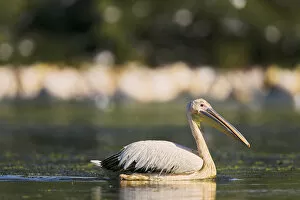 Images Dated 13th August 2006: Great White Pelican (Pelecanus onocrotalus) in the Danube Delta. Europe, Eastern Europe