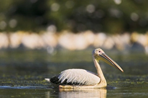 Images Dated 13th August 2006: Great White Pelican (Pelecanus onocrotalus) in the Danube Delta. Europe, Eastern Europe