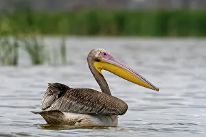 Floating Prints: A great white pelican, Pelecanus onocrotalus, on Lake Gipe. Voi, Lake Gipe, Tsavo, Kenya